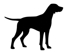 chien